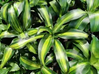 Corn Plant