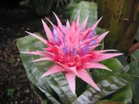 Urn plant