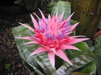 Urn plant (Aechmea fasciata) plant