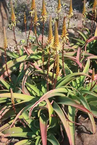 van Balen's aloe
