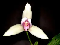 Lycaste virginalis
