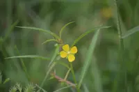 shrubby primrose-willow (Ludwigia suffruticosa) plant