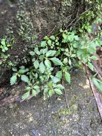 West Indian clearweed (Pilea inaequalis) plant