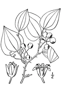roundleaf greenbrier (Smilax rotundifolia) plant