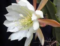 crenate orchid cactus