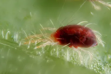 Red Spider Mites