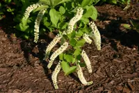 Virginia sweetspire (Itea virginica) plant