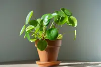 Chinese Money Plant