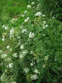 hemlock water-dropwort