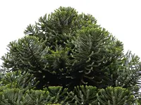 bunya bunya