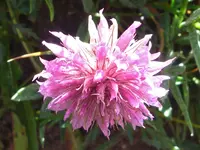 Rocky Mountain clover (Trifolium attenuatum) plant