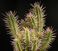 Thorn Noors (Euphorbia ferox) plant