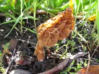 Woodchip Morel