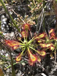 Spoon Sundew