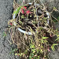 Bolivian begonia photo by a Botan App user