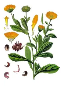 Pot marigold