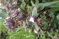 flowering inch plant (Tradescantia cerinthoides) plant