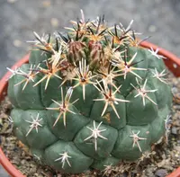 Coryphantha salinensis