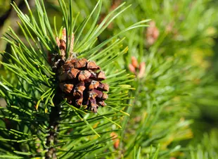 conifers