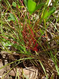alfalfa dodder