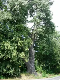 White Poplar