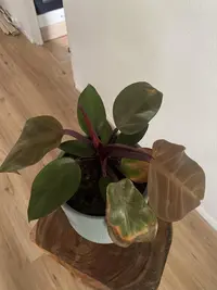 Blushing Philodendron photo by a Botan App user
