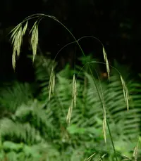 hairy brome