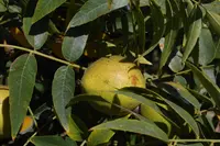 Southern California walnut