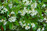 Star jasmine