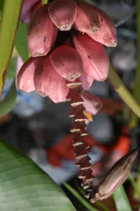 Flowering Banana
