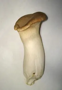 King Trumpet Mushroom