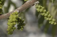 little walnut