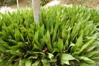 Aspidistra elatior