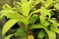 Blushing Philodendron (Philodendron erubescens 'Golden Erubescens') plant