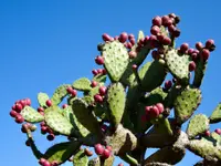 Prickly pear
