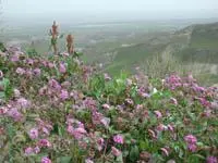 Mojave sand verbena (Abronia pogonantha) plant