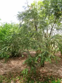 Fortune's Yew Plum
