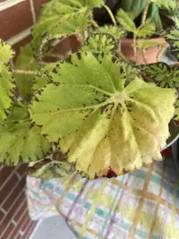 SІtriped begonia photo by a Botan App user
