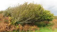 Common Hazel