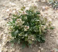 shaggyfruit pepperweed