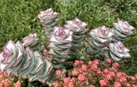 Crassula perforata