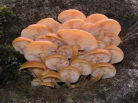 velvet shank