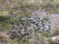 dot lichen