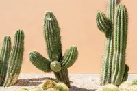 Pachycereus pringlei plant