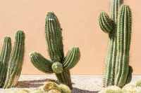 Pachycereus pringlei plant