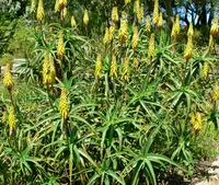 Hardy Aloe