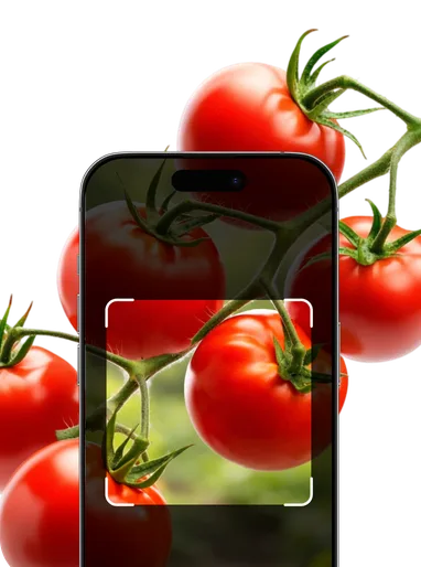 Vegetable Identification – Hero Mobile