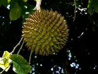 annona