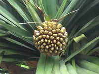 common screwpine (Pandanus utilis) plant