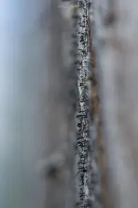 spike lichen
